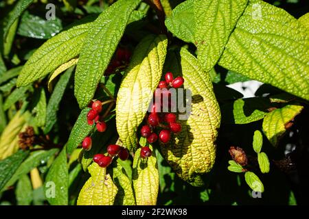 Eine Nahaufnahme von grünen Blättern und roten Früchten Viburnum rhytidophyllum im Garten Stockfoto