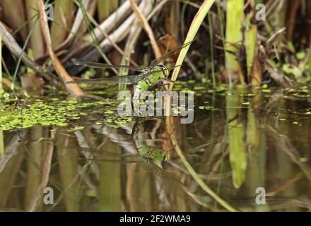 Kaiser Libelle (Anax Imperator) Erwachsene weibliche Ovipositing im Gartenteich Eccles-on-Sea, Norfolk, Großbritannien Juli Stockfoto