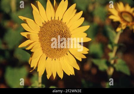 Sonnenblume Nahaufnahme Stockfoto
