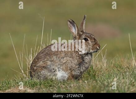 Europäischer Hase (Oryctolagus cuniculus) Erwachsene in rauem Grasland Eccles-on-Sea, Norfolk, Großbritannien April Stockfoto