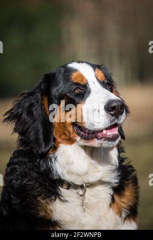 Porträt einer Berner Sennenhündin Stockfoto