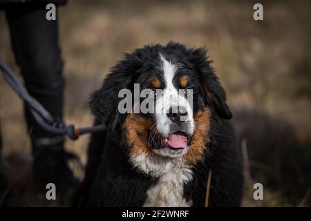 Porträt eines Berner Sennenhundes, 14 Wochen alt Stockfoto