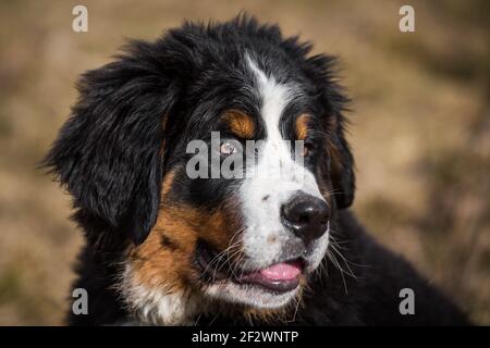 Porträt eines Berner Sennenhundes, 14 Wochen alt Stockfoto