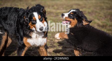 Zwei Berner Sennenhunde spielen Stockfoto