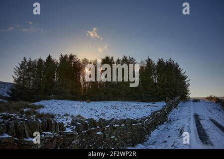 Am späten Nachmittag und eine niedrige Sonne scheint durch eine Tannenplantage Stockfoto