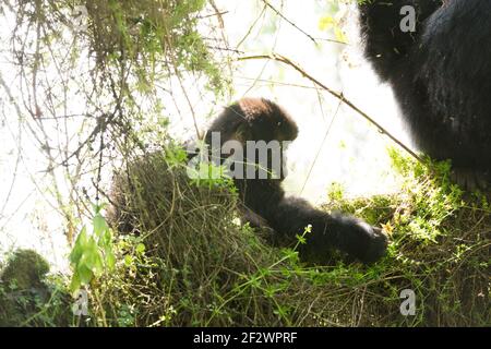 Baby-Berggorillas (Gorilla Beringei Beringei) aus Susa Gruppe im Volcanoes-Nationalpark (Parc National des Vulkane). Stockfoto