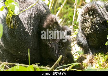 Baby-Berggorillas (Gorilla Beringei Beringei) aus Susa Gruppe im Volcanoes-Nationalpark (Parc National des Vulkane). Stockfoto