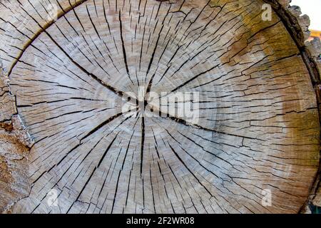Idealer runder Baum mit Jahresringen und Rissen. Holzstruktur. Die Textur der Scheibe des Birkenstammes. Stockfoto