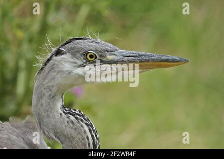 Graureiher (Ardea cinerea cinerea) Nahaufnahme des jungen Kopfes Eccles-on-Sea; Norfolk; Großbritannien Juli Stockfoto