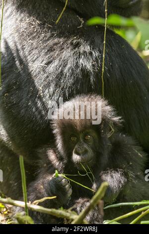 Baby-Berggorillas (Gorilla Beringei Beringei) aus Susa Gruppe im Volcanoes-Nationalpark (Parc National des Vulkane). Stockfoto