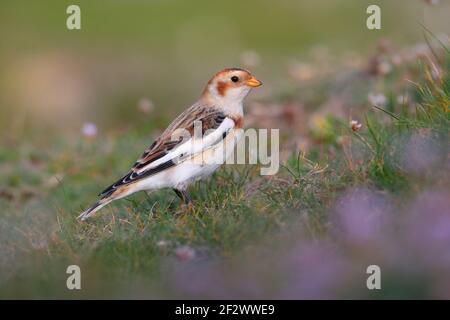 Ein im ersten Winter männlicher Schneehammer (Plectrophenax nivalis), der sich unter Klee ernährt und auf einer Küstenvordwende auf den Inseln von Scilly, Großbritannien, gedeiht Stockfoto