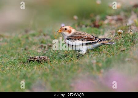 Ein im ersten Winter männlicher Schneehammer (Plectrophenax nivalis), der sich unter Klee ernährt und auf einer Küstenvordwende auf den Inseln von Scilly, Großbritannien, gedeiht Stockfoto