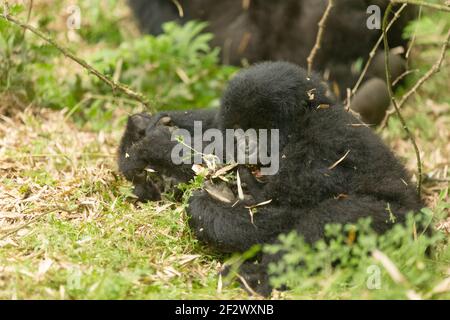 Baby Mountain Gorillas (Gorilla beringei beringei) von Agashya Gruppe im Volcanoes National Park (Parc National des Volcans). Stockfoto