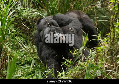 Jugendlicher Berg Gorillas (Gorilla beringei beringei) von Agashya Gruppe im Volcanoes National Park (Parc National des Volcans). Stockfoto