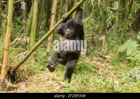 Baby Mountain Gorilla (Gorilla beringei beringei) von Agashya Gruppe im Volcanoes National Park (Parc National des Volcans). Stockfoto