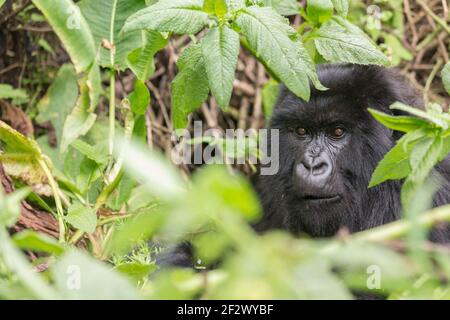 Erwachsenen Berggorillas (Gorilla Beringei Beringei) aus Susa Gruppe im Volcanoes-Nationalpark (Parc National des Vulkane). Stockfoto