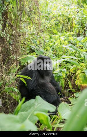 Junge Heranwachsende Berggorillas (Gorilla Beringei Beringei) aus Susa Gruppe im Volcanoes-Nationalpark (Parc National des Vulkane). Stockfoto