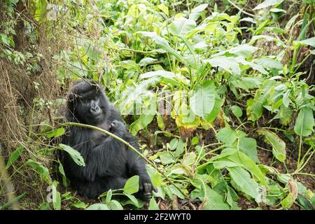 Junge Heranwachsende Berggorillas (Gorilla Beringei Beringei) aus Susa Gruppe im Volcanoes-Nationalpark (Parc National des Vulkane). Stockfoto