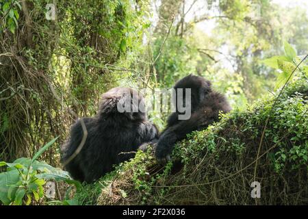 Zwei junge Jugendliche Mountain Gorillas (Gorilla beringei beringei) von Susa Gruppe im Volcanoes National Park (Parc National des Volcans). Stockfoto