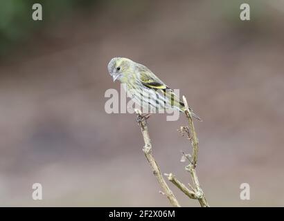 Europäische Siskin im Winter. Mittelwales, Großbritannien Stockfoto