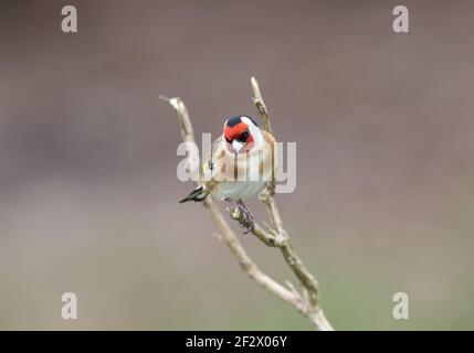 Europäischer Goldfink, Carduelis carduelis, thront im Winter auf einem Zweig. Stockfoto