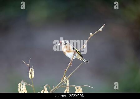 Europäischer Goldfink, Carduelis carduelis, thront im Winter auf einem Zweig. Wales 2021 Stockfoto