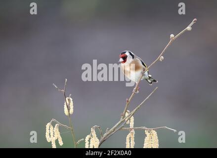 Europäischer Goldfink, Carduelis carduelis, thront im Winter auf einem Zweig. Wales 2021 Stockfoto