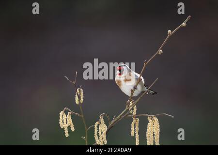 Europäischer Goldfink, Carduelis carduelis, thront im Winter auf einem Zweig. Wales 2021 Stockfoto