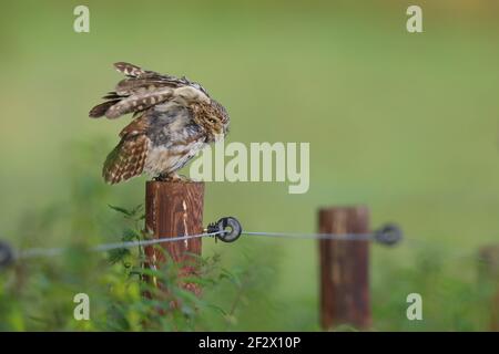 Eine Erwachsene kleine Eule (Athene noctua) thronte auf einem Posten in Suffolk, Großbritannien Stockfoto