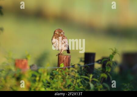 Eine kleine Eule Küken/Eulchen/Jungtiere (Athene noctua) auf einem Posten in Suffolk, Großbritannien Stockfoto