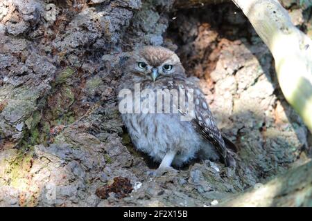 Eine kleine Euleneule (Athene noctua), die am frühen Morgen in Suffolk, Großbritannien, in einem Baum thront Stockfoto