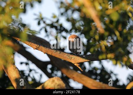 Eine kleine Euleneule (Athene noctua), die am frühen Morgen in Suffolk, Großbritannien, in einem Baum thront Stockfoto