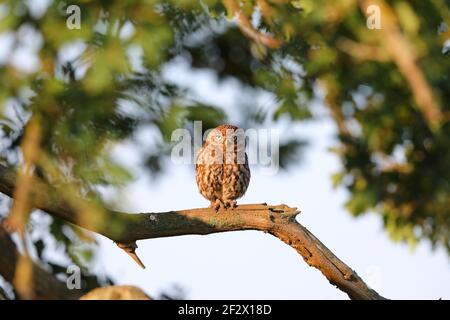 Eine Erwachsene kleine Eule (Athene noctua), die am frühen Morgen in Suffolk, Großbritannien, in einer Eiche thront Stockfoto