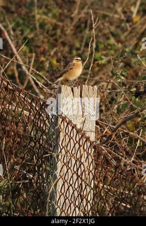 Whinchat (Saxicola rubetra) unreif auf Zaunpfosten Eccles-on-Sea, Norfolk, Großbritannien September Stockfoto