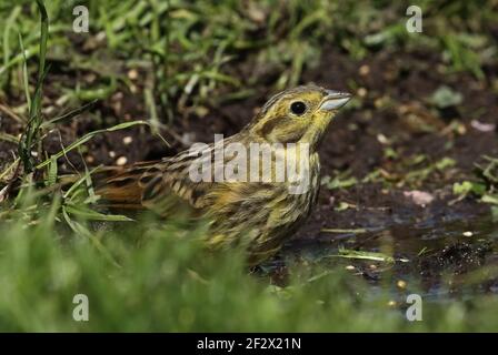 Yellowhammer (Emberiza citrinella citrinella) Weibchen trinkt vom Teich Eccles-on-Sea; Norfolk; Großbritannien August Stockfoto