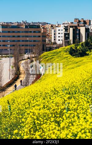 Madrid, Spanien - 13. März 2021: Rapsblumen mit Radfahrern im Hintergrund, aufgenommen in Las Tablas, Madrid, Spanien Stockfoto