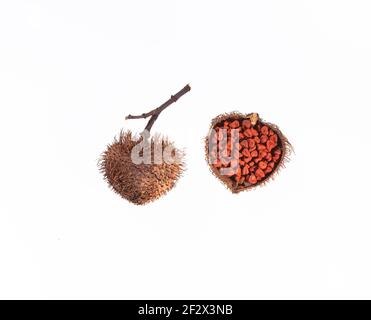 Bio-Achiote-Samen auf weißem Hintergrund - Bixa Orellana Stockfoto