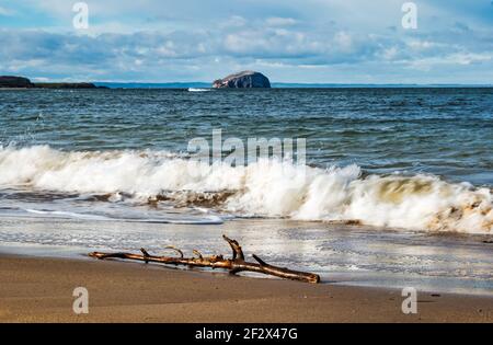 Treibholz liegt an der Küste im Sand am Firth of Forth Coast mit Bass Rock, Tyninghame Beach, East Lothian, Schottland, UK Stockfoto