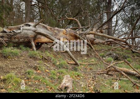 Gefallener Baum mit gebrochenen Ästen im Wald Stockfoto