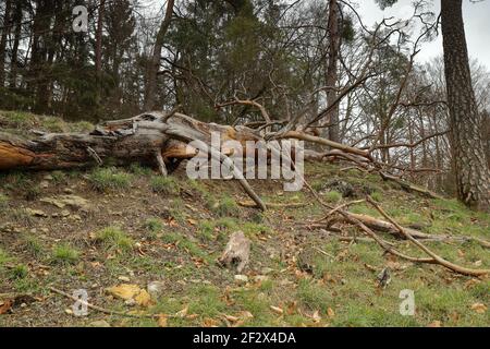 Gefallener Baum mit gebrochenen Ästen im Wald Stockfoto