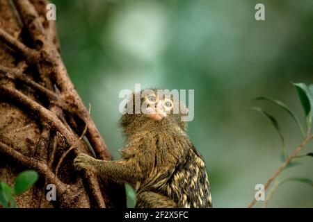 Close Up Pygmy Marmoset Affe in einem Baum Stockfoto