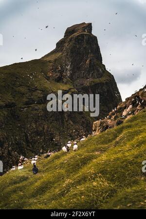 Papageitaucher auf der Mykines Insel, Teil der Färöer Inseln im Nordatlantik. Stockfoto