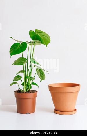 Monstera Pflanze mit Tontopf auf weiem Tisch, Home Gartenarbeit, saisonale  Pflanzentransplantation Konzept Stockfotografie - Alamy