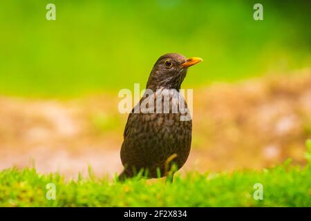 Gemeinsame Amsel Weibchen Turdus merula thront in einer grünen Wiese, Waldboden. Natürliches Sonnenlicht, helle und leuchtende Farben Stockfoto