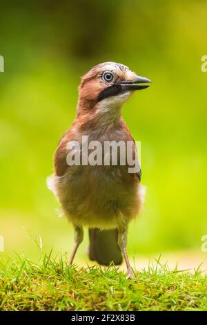 Eurasischer eichelhäher Garrulus glandarius sucht den Waldboden nach Insekten zum Futter. Helles Sonnenlicht, lebendige Farben, selektiver Fokus. Stockfoto