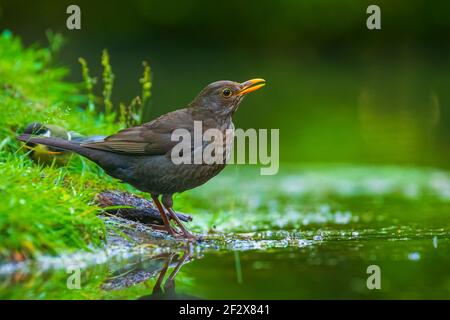 Nahaufnahme eines nassen Gemeinsame Amsel Turdus merula Weiblich, Waschen, Putzen, Trinken und Reinigung im Wasser. Selektiver Fokus und niedrigen poit Sicht Stockfoto