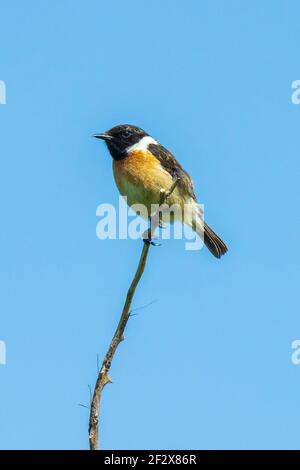 Steinechat, Saxicola rubicola, Männchen aus der Nähe in der Morgensonne Stockfoto