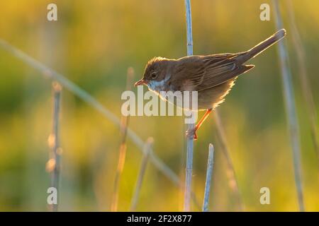 Nahaufnahme eines Whitethroat Vogel, Sylvia communis, Nahrungssuche in eine grüne Wiese Stockfoto