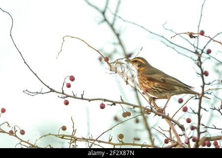 Eine Rotdrossel Vogel, Turdus Iliacu, Beeren aus einem Busch während der Herbstsaison essend Stockfoto