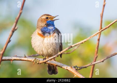 Ein blauer Vogel Luscinia svecica cyanecula singen in einem Baum, um ein Weibchen während der Brutzeit im Frühling anzuziehen Stockfoto